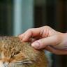Client caressant son chat